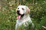 LABRADOR 1234
